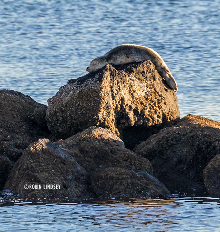 _Z5A6331-cr-domino-lowtide-110