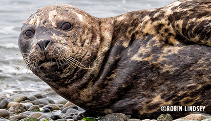 adult-seal-robin-lindsey-mocha-blog