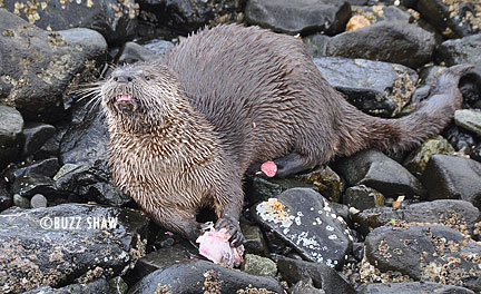 buzz-shaw-river-otter-lorez