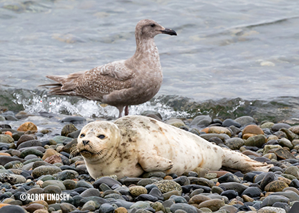 cha-cha and seagull friend-blog