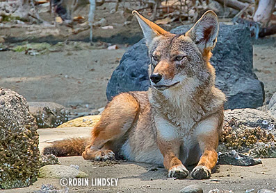 coyote-robin-lindsey-72