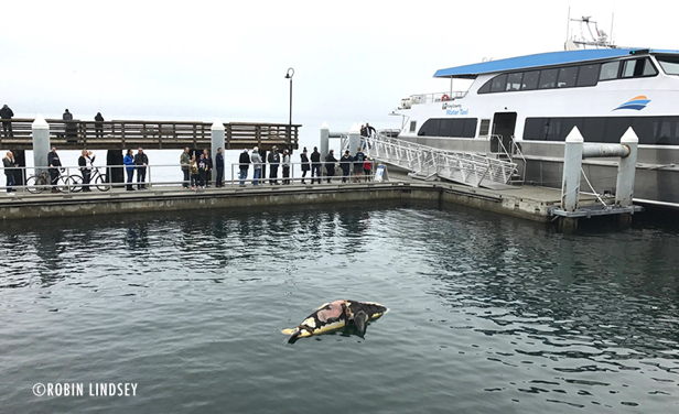 dead-csl-watertaxi