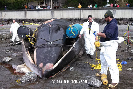 dead-fin-whale-prep