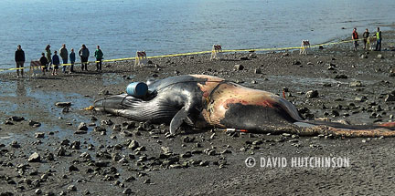 dead-fin-whale-prep3