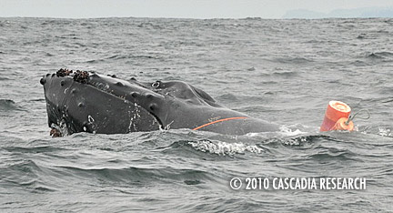 entangled-humpback-cascadia