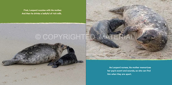 leopard-and-silkie-book-spread-copyrighted