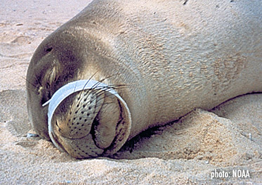 marine-trash-sealwband