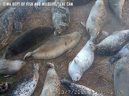 molting-seal-wdfw-blog