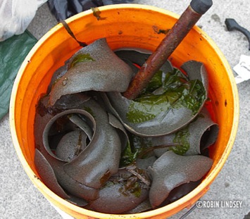 moon-snail-collar