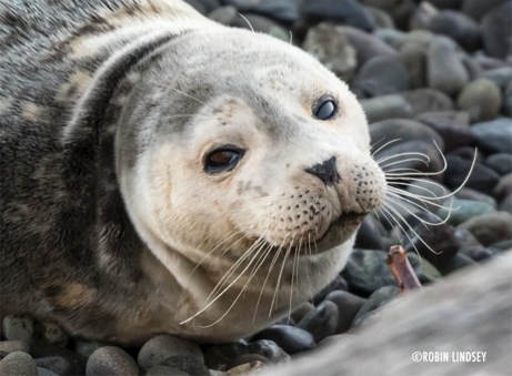 robin lindsey -seal pup hope-2-sc-sm