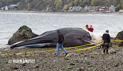 robin-lindsey-fin-whale-blubberblog