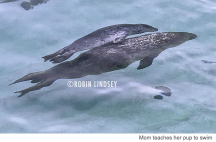 robin-lindsey-mom-pup-underwater