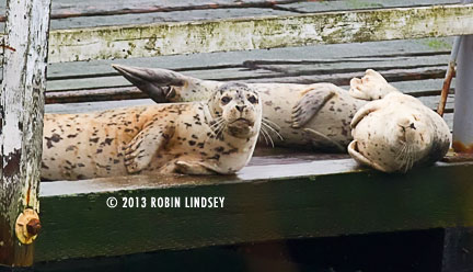 robin-lindsey-sealtrio-blubberblog