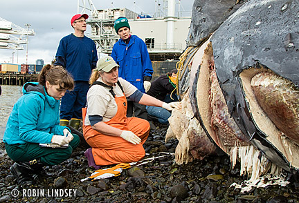 robin-lindsey_propeller-gray-whale1-blubberblog