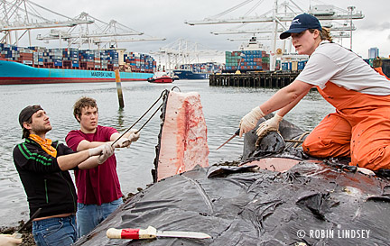 robin-lindsey_propeller-gray-whale2-blubberblog