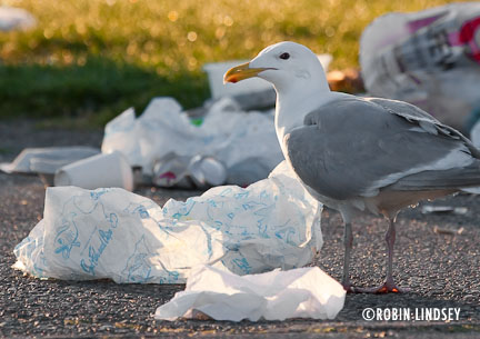 seagull-with-trash-lindsey-3
