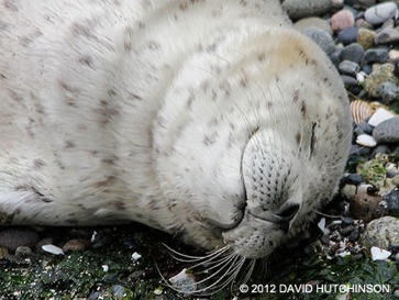 seal-pup-bob