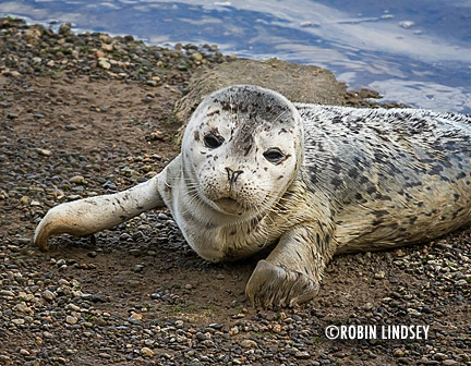 seal-pup-Rio-Robin-Lindsey