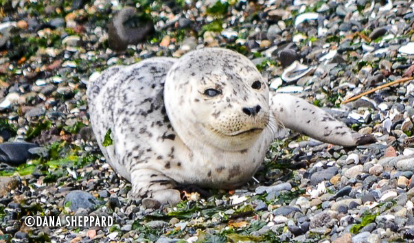 seal-pup-Tawnie-hump