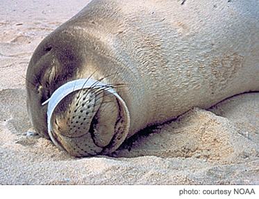 seal with plastic