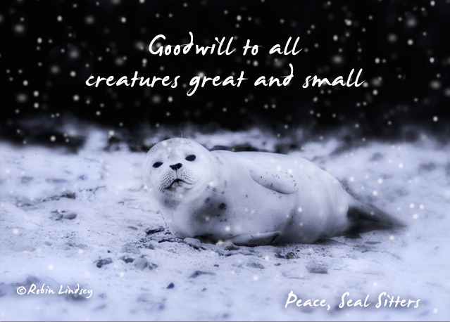 seal-xmas-for-web-2015-1