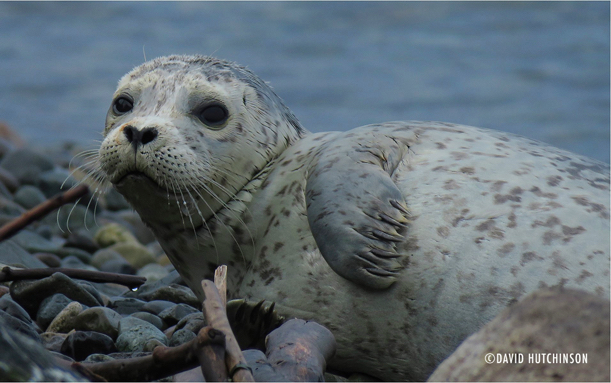 seal_pup_Uno_01_04_David_H