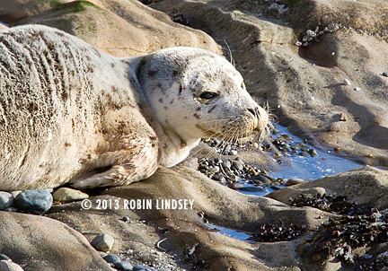 sealpup-latte-blubberblog