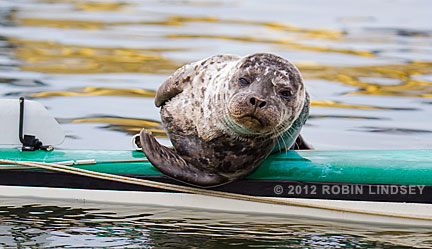 Sealy-Dan-closeup-blubberblog