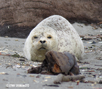 slushpuppy-seal