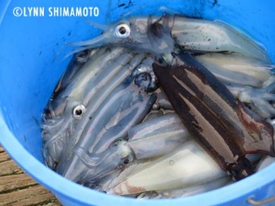 squid-shimamoto