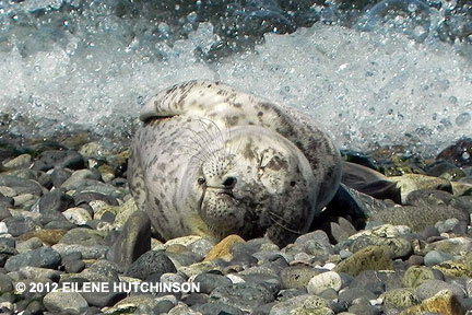 sunshine-sealpup