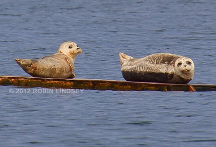 two-seals-platform-blog