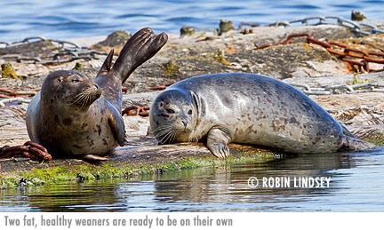 two-weaners-robin-lindsey