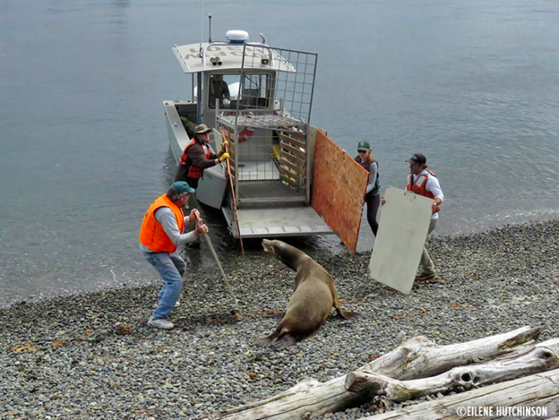 wdfw capture dudley