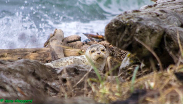 weaner-seal-toni-sheppard