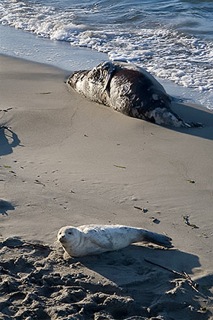 pup_sealion_web