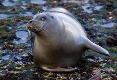 seal_portrait_blog
