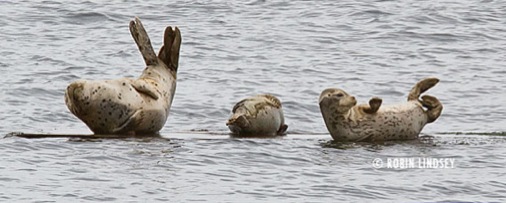 seal-yoga-robin-lindsey