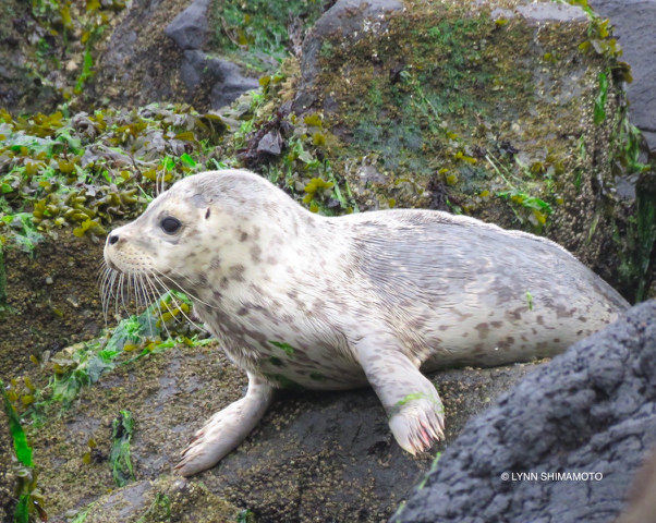 Squally 1350 Alki 9-14-19